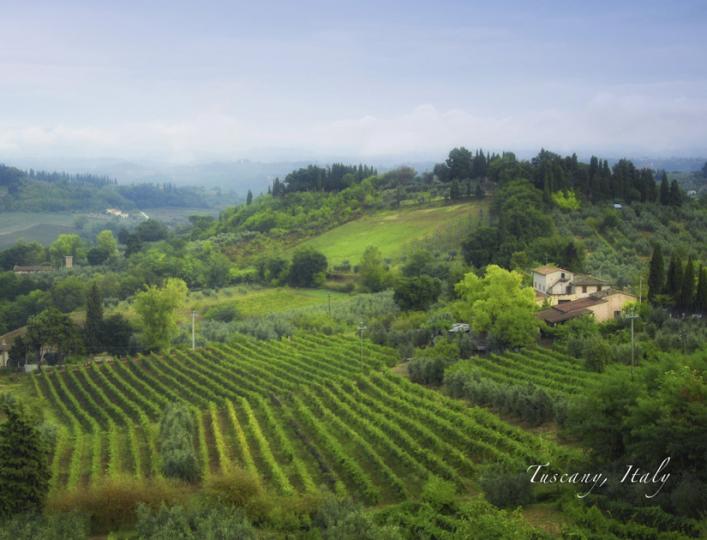 Tuscany Vineyard 1
