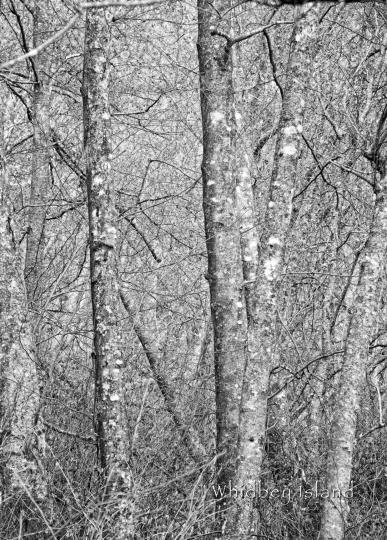 Trees, Whidbey Island