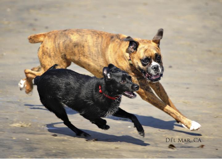 Dogs at Del Mar